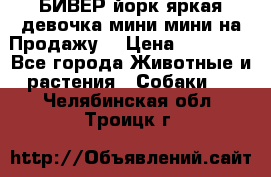 БИВЕР йорк яркая девочка мини мини на Продажу! › Цена ­ 45 000 - Все города Животные и растения » Собаки   . Челябинская обл.,Троицк г.